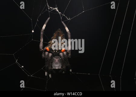 Giardino Spider- Parawixia (sp). Foto Stock