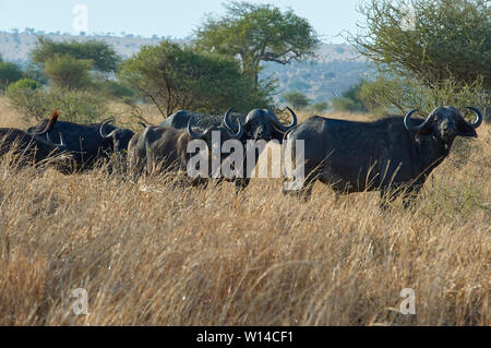 Buffaloes in roaming Tarangire valley Foto Stock