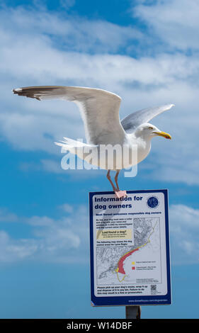 Lyme Regis, Dorset, Regno Unito. Il 30 giugno 2019. Regno Unito Meteo: caldo e soleggiato incantesimi e una brezza rinfrescante presso la stazione balneare di Lyme Regis. Un gabbiano atterra su uno dei segnali di informazione lungo il lungomare. Credito: Celia McMahon/Alamy Live News. Foto Stock