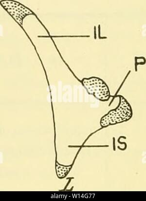 Immagine di archivio da pagina 13 del die Morphologie der Hüftbeinrudimente der. Die Morphologie der Hüftbeinrudimente der Cetaceen . diemorphologiede00abel Anno: 1907 Herkunft: Gestrandet am 18. Dezember 1884 bei Nairn (Schottland). - Originale: Im Museum von Aberdeen. - Körperlänge: 50 Fuß. - Beschrieben und abgebildet: J. Struthers, Journ. di Anat. e Physiol., XXVII, 1S93, p. 291, PI. XIX, Fig. 4 und 5. - Länge des Hüftbeins: 10i/s pollici. - Verkleinerung: i/o der natürl. Größe. Erklärung der Abkürzungen: 7i = osso iliaco. P=pube. È - ischio. A = Acetabularknorpel. I7- Femurrudiment. R = Rechts. L = Foto Stock