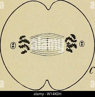 Immagine di archivio da pagina 17 dello sviluppo dell'uomo. Lo sviluppo del corpo umano : un manuale di embriologia umana . developmentofhum00mcmu Anno: 1914 Foto Stock