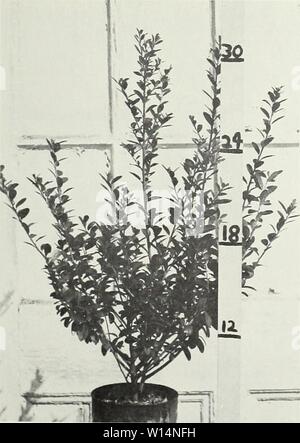 Immagine di archivio da pagina 22 del illustrativo descrittivo listino prezzi . Illustrativo descrittivo listino prezzi : caduta 1962 Primavera 1963 . descriptiveillus1962jvan Anno: 1962 LIGUSTRUM LUCIDUM Ilex rotundifolia Foto Stock