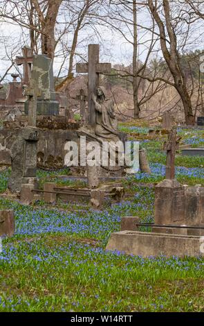 Vilnius,Užupis/Lithuania-April,11,2019: Impressionante fioritura di Scilla siberica in uno più antico 19c. Bernardinai cimitero di Vilnius. Scilla è più presto pla Foto Stock