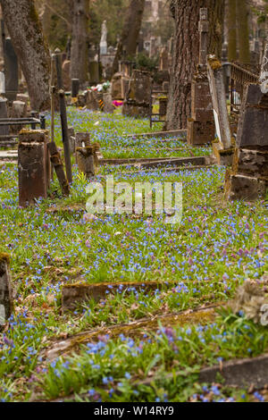 Vilnius,Užupis/Lithuania-April,11,2019: Impressionante fioritura di Scilla siberica in uno più antico 19c. Bernardinai cimitero di Vilnius. Scilla è più presto pla Foto Stock