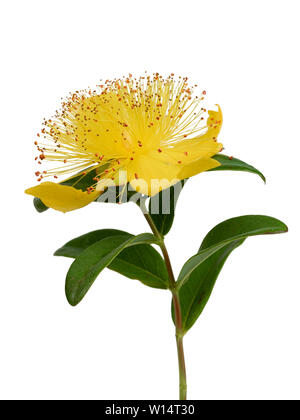 Il boss di colore giallo di stami gialli e petali di rose di Sharon, Hypericum calycinum, su sfondo bianco Foto Stock