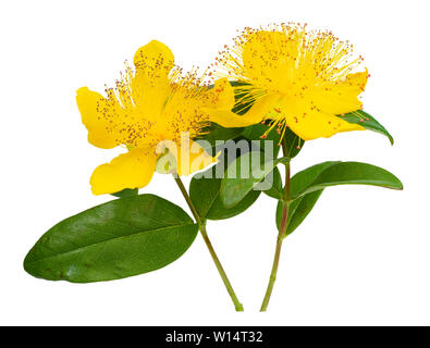 Il boss di colore giallo di stami gialli e petali di rose di Sharon, Hypericum calycinum, su sfondo bianco Foto Stock