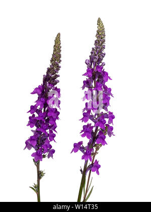 Fiori viola nel cono di toadflax, Linaria purpurea, un Regno Unito e di fiori selvaggi Garden cottage impianto su sfondo bianco Foto Stock