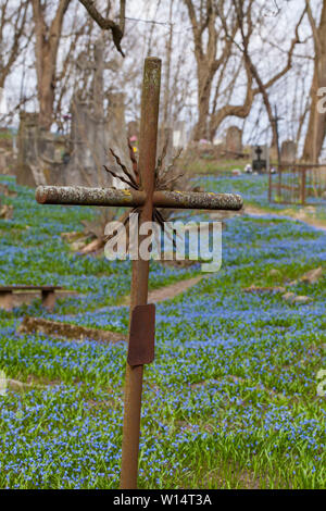 Vilnius,Užupis/Lithuania-April,11,2019: Impressionante fioritura di Scilla siberica in uno più antico 19c. Bernardinai cimitero di Vilnius. Scilla è più presto pla Foto Stock