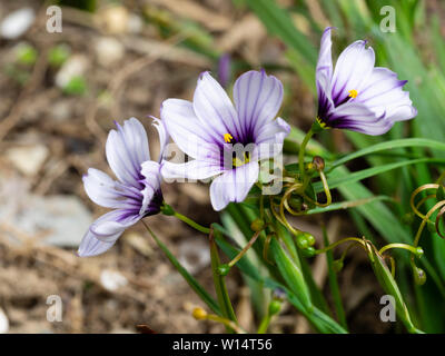 Viola contrassegnato in blu dei fiori di compact evergreen perenne dagli occhi blu erba, Sisyrinchium 'Dragon's eye' Foto Stock