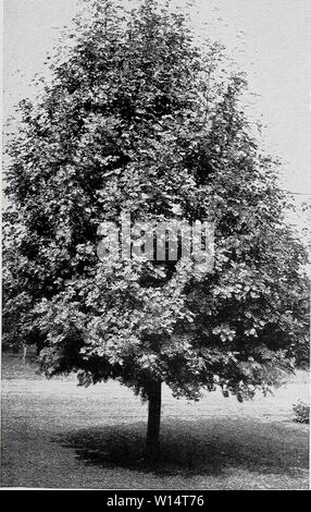 Immagine di archivio da pagina 26 descrittivo del listino prezzi (1935). Prezzo descrittivo elenco . descriptiveprice00cmho 1 Anno: 1935 C. M. HOBBS 8C Sons, Inc., Bridgeport, INDIANA Salisburia - Ginkgo; Maidenhair Tree molto ardito e vigoroso coltivatore ; lascia come una felce capelvenere, verde pallido passando a un ricco di colore giallo dorato in autunno. Una struttura fine per prato o avenue piantare se accuratamente potate quando piccola. Ogni 4 a 5 ft $1.50 da 5 a 6 ft 2.00 6 - 8 ft 3.00 Salix - i salici SALIX babylonica (salice piangente). Il ben noto comune di salice piangente ; fa un grande albero con rami cascante. Molto bene per Foto Stock