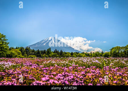 Motosu - 24 Maggio 2019: il Monte Fuji visto dal festival Shiba-Sakura, Giappone Foto Stock