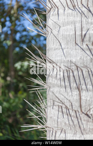 Tronco di una spinosa Palm tree. Un primo piano immagine a colori delle punte su uno sfondo di colore verde Foto Stock