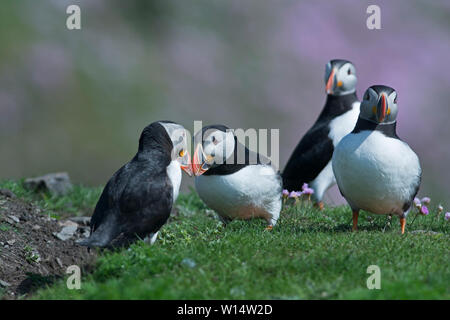 Atlantic i puffini Fratercula arctica e fatturazione interraction sociale Sumburgh Head Shetland Giugno Foto Stock