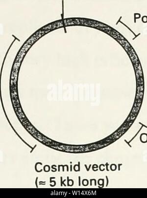 Immagine di archivio da pagina 28 dello sviluppo di un cosmide. Lo sviluppo di un cosmide mappa del cromosoma 12p13 . developmentofcos00belk Anno: 1998 COS sito Polylinker ampr ORI 35- e 45-kb genomico frammenti di restrizione tagliare un vettore cosmidico nel polilinker con enzima di restrizione legare vettore di taglio a frammenti di DNA soggetto a X- fago in vitro per il confezionamento di inserto di DNA tra adiacenti COS siti in X capi ricombinante virioni cosmide Foto Stock