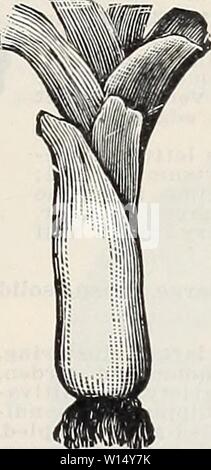 Immagine di archivio da pagina 30 del giubileo di Diamante settantacinquesimo anniversario (1935). Diamond giubileo settantacinquesimo anniversario . diamondjubilee751935la grif Anno: 1935 arricciata EXTRA NUOVA AMERICAN KALE Il Kalés sono più ardito di cavolo, e rendere ex- cellent verdi per l'inverno e la primavera uso e sono migliorati dal gelo. Per inizio primavera utilizzare, seminare broadcast in agosto e proteggere durante l'inverno. Esso deve essere seminata nel mese di aprile o maggio per Isttci NOIÂ GRIFFITH & TURNER CO. È DI NUOVO KALEâLarger, più arricciata e più in piedi rispetto a qualsiasi altra Kale. Il pacchetto 10c, V4 lb. 2Sc, lb. 90c. Arricciata EXTRA NUOVA AMERICAN KALEâThis è un extra arricciata, lo Foto Stock