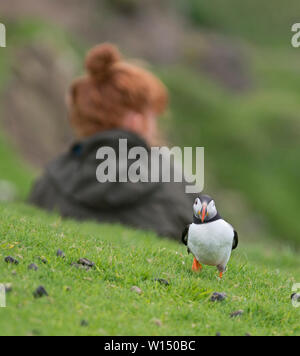 Puffin Fratercula arctica camminando dietro di turisti in cima alla scogliera Hermaness Riserva Naturale Nazionale Unst Shetland Giugno Foto Stock