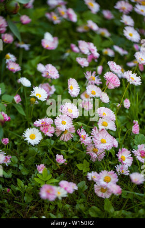 Bellis perennis è una politica europea comune in materia di specie di daisy, delle asteraceae family Foto Stock