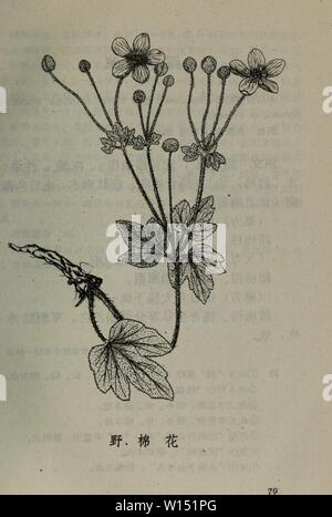 Immagine di archivio da pagina 104 di dian nan ben cao (1959). dian nan ben cao . diannanbencao01lanm Anno: 1959 Foto Stock