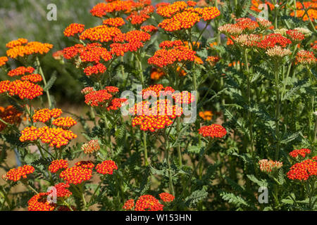 Achillea millefolium, comunemente noto come yarrow è una pianta flowering in famiglia Asteraceae. Foto Stock