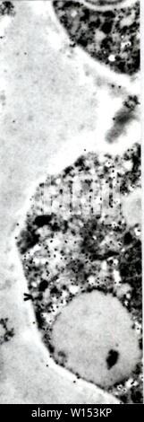 Immagine di archivio da pagina 109 di sviluppo dei metodi cytochemical per l. Sviluppo di metodi cytochemical per lo studio della parete ascospore biogenesis e maturazione . developmentofcyt00lusk Anno: 1991 cJ Foto Stock