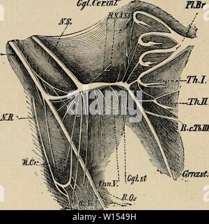 Immagine di archivio da pagina 111 di Dictionnaire de physiologie (1900). Dictionnaire de physiologie . dictionnairedeph04ricco anno: 1900 102 CÅUR. Cfr jOC Cerint'- dmzst; Fig. 12. Â MÃªmes nerls du cÅur isolÃs Ãgalement du cÃ'tÃ gauche cliez uu autre chien, (figura empruntÃe Ã la Mtithodique de Cyon.) du immÃdiatement pneumogastrique au-dessous de ce nerf. Su voit aussi sur les figure 12 et 13 les branches communiquant entre les deux ganglions dont partent les accÃlÃra- teurs et le cervicali del plesso et thoracique. Dans la figura 12, empruntÃe Ãgalement aux tra- Vaux de Cyon, le pneumogas- trique q Foto Stock