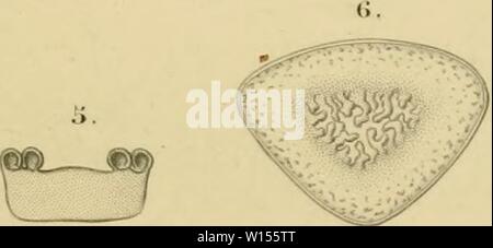 Immagine di archivio da pagina 116 di Dictionnaire universel d'histoire Naturelle . Dictionnaire universel d'histoire Naturelle : rÃsumant et complÃtant tous les faits prÃsentÃs par les encyclopÃdies, les anciens dictionnaires scientifiques, les oeuvres complÃ¨tes de Buffon, et les... traitÃs spÃciaux sur les diverses rami des Sciences Naturelles. .. . Dictionnaireuniv16orbi Anno: 1847 Ã // (JJ) 'ÃES. /J&LT;////////f/'rj/-/. (Illusa tUin&LT;-jiÂ"iÂ" . ,)Â¢âââ/ Foto Stock