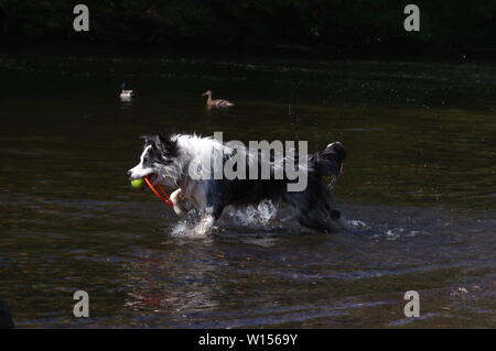 Border Collie giocando nel fiume Foto Stock