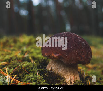 Penny bun coperto con un po' di sabbia e cresce in una foresta di muschio in Lettonia su un sfondo bokeh di fondo. Foto Stock