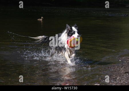 Border Collie giocando nel fiume Foto Stock