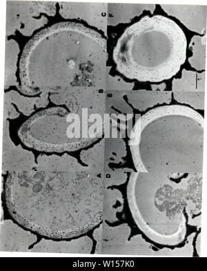 Immagine di archivio da pagina 122 di sviluppo dei metodi cytochemical per l. Sviluppo di metodi cytochemical per lo studio della parete ascospore biogenesis e maturazione . developmentofcyt00lusk Anno: 1991 113 Foto Stock