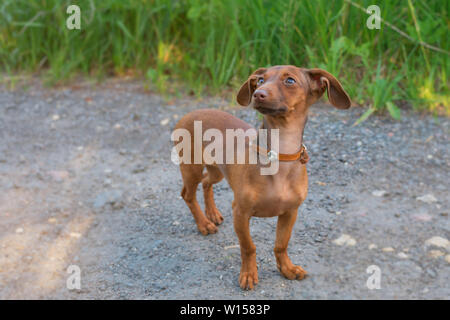 Un bellissimo bassotto cucciolo di cane con occhi tristi ritratto di cane Foto Stock