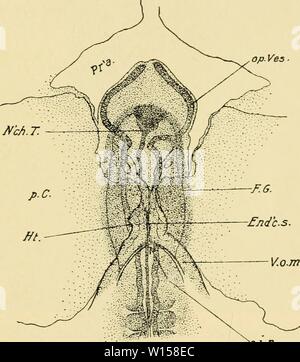 Immagine di archivio da pagina 124 di sviluppo del pulcino. Lo sviluppo del pulcino : introduzione all'embriologia . developmentofchi02lill Anno: 1936 TESTA-piega A DODICI SOMITI 105 parti, sutura neurochordalis seu ventralis e sutura terminalis antero.) neuropore la questione si risolve in questo: quale parte della sutura cerebralis antero è di essere chiamato neuropore? Come la sutura si estende da vicino la infundibulum per la pineale regione almeno, vi è una vasta gamma di scelta. Vi è però un punto di sutura in prossimità della sua estremità dorsali dove la separazione del ectoderm fr Foto Stock