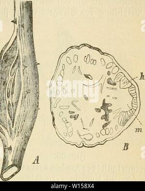 Immagine di archivio da pagina 126 di Die krankheiten der pflanzen, ein. Foto Stock