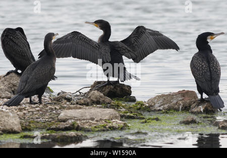 Il cormorano (Phalacrocorax carbo) di appoggio. Uno ha le sue ali stesa ad asciugare. Porto di segale Riserva Naturale, segala, Sussex, Regno Unito. Foto Stock