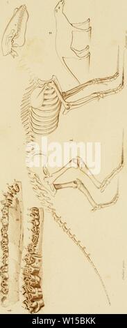 Immagine di archivio da pagina 134 di Dictionnaire universel d'histoire Naturelle . Dictionnaire universel d'histoire Naturelle : rÃsumant et complÃtant tous les faits prÃsentÃs par les encyclopÃdies, les anciens dictionnaires scientifiques, les oeuvres complÃ¨tes de Buffon, et les... traitÃs spÃciaux sur les diverses rami des Sciences Naturelles. .. . Dictionnaireuniv14orbi Anno: 1847 â Foto Stock