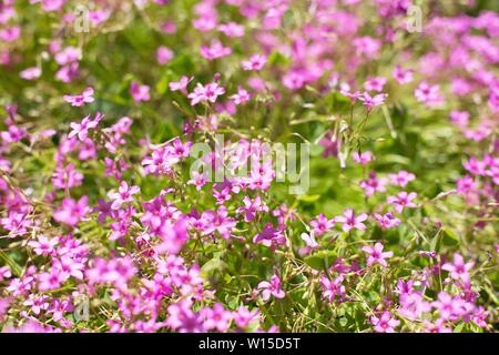 Oxalis Articulata 'Rubra' rosa sorrel. Foto Stock