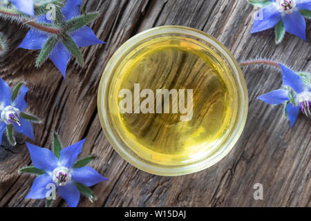 Una coppa di olio di borragine con un fresco e rigogliosa pianta, vista dall'alto Foto Stock