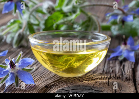 Una coppa di olio di borragine con fresche piante in fiore Foto Stock