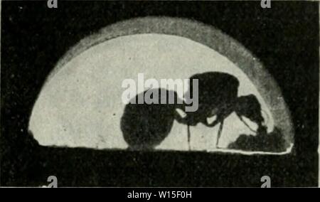Immagine di archivio da pagina 144 di Die ameise Schilderung ihrer lebensweise. Foto Stock