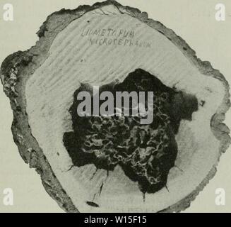 Immagine di archivio da pagina 144 di Die Ameise Schilderung ihrer Lebensweise. Foto Stock