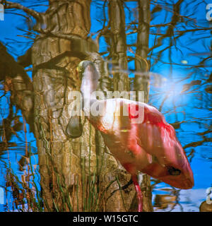 Un riflesso di un roseate Spoonbill in piedi da uno stagno in Everglades della Florida. Foto Stock