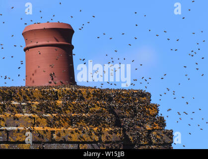 Uno sciame di miele (Apis mellifera) buzz intorno al puntamento allentato in un camino nel maggio cercando un apposito sito nido. 'Uno sciame di api nel maggio vale la pena Foto Stock