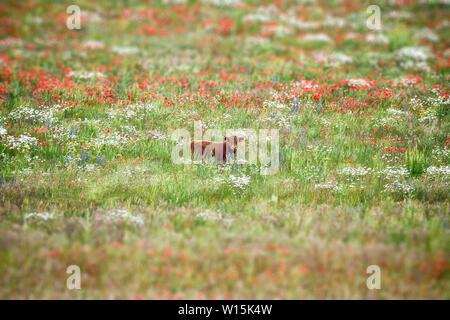 Bella bruna vacca dexter passeggiando in uno splendido prato di fiori selvatici. Margherite, il papavero e altre persone fisiche delle piante selvatiche. La profondità di campo di una wit Foto Stock