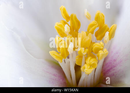 Bianco fiore Filadelfo stami extreme close up con il polline Foto Stock