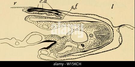 Immagine di archivio da pagina 161 di sviluppo del pulcino. Lo sviluppo del pulcino : introduzione all'embriologia . developmentofchi02lill Anno: 1936 142 lo sviluppo del pulcino inevitabilmente essere gettato in pieghe secondario mediante il ravvicinamento dei punti c e d (Fig. 78 C). Lo studio della fusione delle pieghe del sacco amniotico nelle effettive sezioni mostra che la linea di fusione degli opposti lembi del sacco amniotico è sulla superficie dorsale di un embrione solo fintanto che quest'ultimo giace piatto su il tuorlo; non seguire la rotazione dell'embrione sul suo lato sinistro, e la conseguenza è che, dopo il Foto Stock