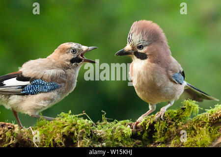 Jay bird genitore con pulcino di giovani che vogliono alimentare, chiudere su un muschio coperto log in un bosco di scena. Foto Stock