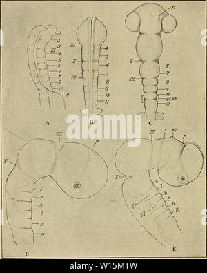 Immagine di archivio da pagina 167 di sviluppo del pulcino. Lo sviluppo del pulcino : introduzione all'embriologia . developmentofchi02lill Anno: 1936 148 lo sviluppo del pulcino Fig. 83. - Cinque stadi nella storia dell'neuromeres del cervello del pulcino. (Dopo la collina.) Tutte le cifre tratte dalle preparazioni del cervello embrionale dissecati dell'embrione. A. scanalatura neurale in un embrione con 4 somiti. A destra vista di profilo, x 44. B. Il cervello di un 7 s embrione, 26 ore. Vista dorsale; tre neuromeres anteriore sono praticamente obliterato, x 44. C. Il cervello di 14 s'embrione. Dorsa Foto Stock