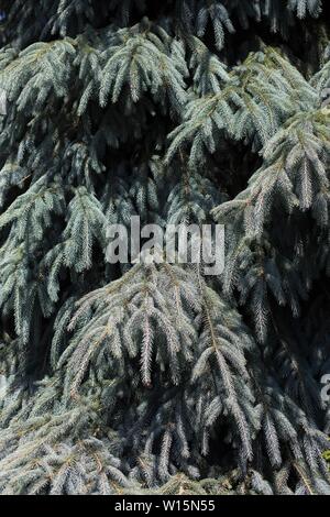 Picea engelmannii 'Bush di Lace" Engelmann spruce tree, vicino. Foto Stock