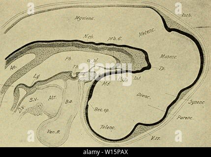Immagine di archivio da pagina 172 di sviluppo del pulcino. Lo sviluppo del pulcino : introduzione all'embriologia . developmentofchi02lill Anno: 1936 da dodici a trentasei somiti 153 infundibulum (Fig. 83 E); quindi la diencephalon può essere suddiviso in una sezione anteriore e posteriore, divisione parencephalon e synen- cephalon (cellule di Kupffer) (Fig. 87). Il sistema ottico stocchi sono fissate al pianale e ventrale di zone estreme estremità anteriore il diencephalon include parte del tetto, di piano e di una pinna dorsale e ven- f o lle zone laterali originale del tubo neurale. Questi possono essere de- scritto come segue Foto Stock