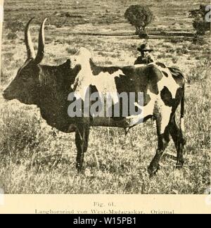 Immagine di archivio da pagina 173 di Die Abstammung der ältesten Haustiere. Die Abstammung der ältesten Haustiere .. . Dieabstammungder00kell Anno: 1902 160 Die Abstammung der ältesten Haustiere Foto Stock